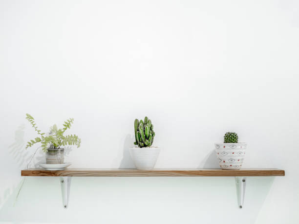 istock Small cactus plant decoration 1059454456