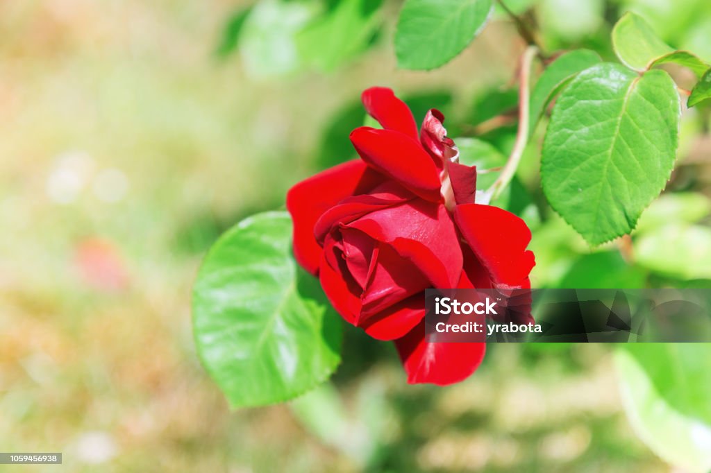 Foto de Rosa Vermelha De Flor Natural Sobre Fundo Verde Turva Foco Suave  Copie O Espaço Lugar Livre Para Texto Uma Rosa Em Flor Vermelha Rosa Aberta  Para Cartão Postal e mais