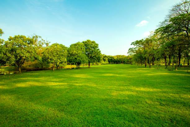 istock green grass field  in urban public park 1059458150