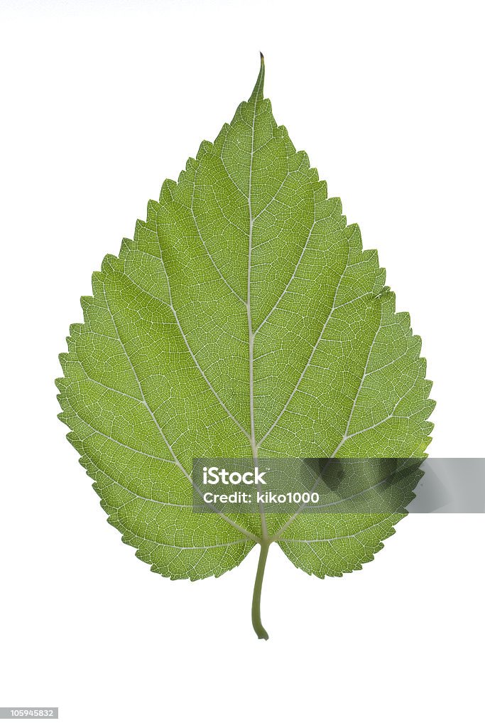 Foglia di gelso - Foto stock royalty-free di Acerbo