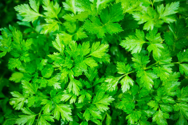 istock Fresh green parsley in the garden 1059458516