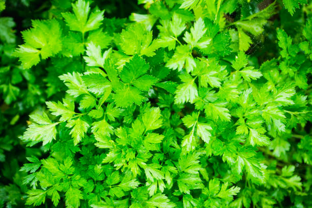 istock Fresh green parsley in the garden 1059458528