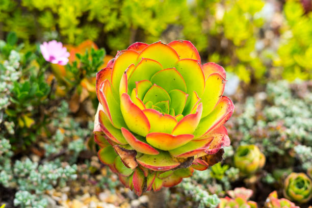 istock colorful plants in Park 1059459994
