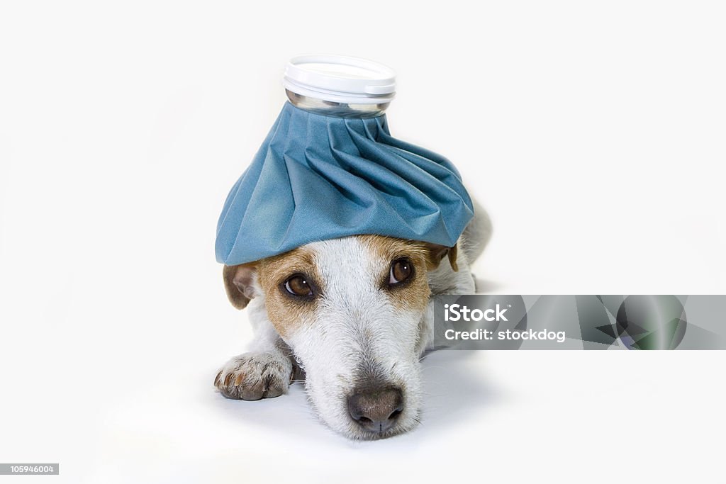 Sick as a dog. Get well soon Jack Russell Terrier Jack Russell Terrier with an icepack on her head.  Improvement Stock Photo