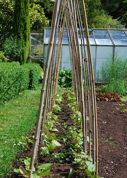 istock Row of bean plants growing 105946139