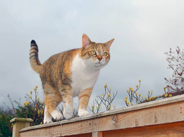 istock Cat walking along a garden fence 105946235