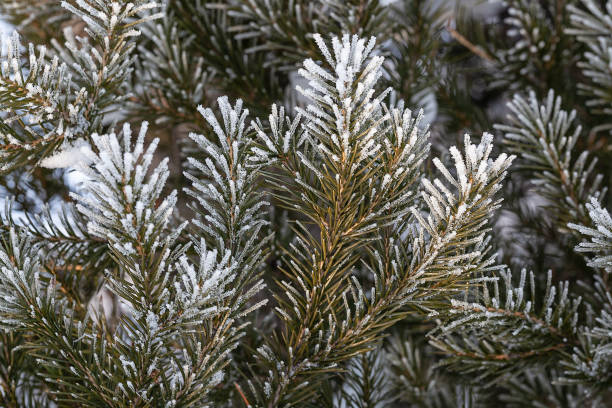 istock Christmas tree covered with frost 1059465640