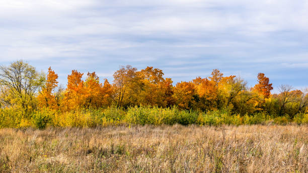 istock Blue sky, autumn trees, meadow 1059465658