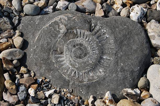 Here is an exquisite cut and polished Cleoniceras ammonite fossil from the Cretaceous of Madagascar. It exhibits gorgeous mineralization within the chambers, each separated by white calcite scepta (divisions). The reverse side has a very beautiful, mother of pearl look to it. This highly polished, exotic ammonite makes a superb display piece with tremendous historical appeal.\n\nAmmonites were predatory mollusks that resembled a squid with a shell
