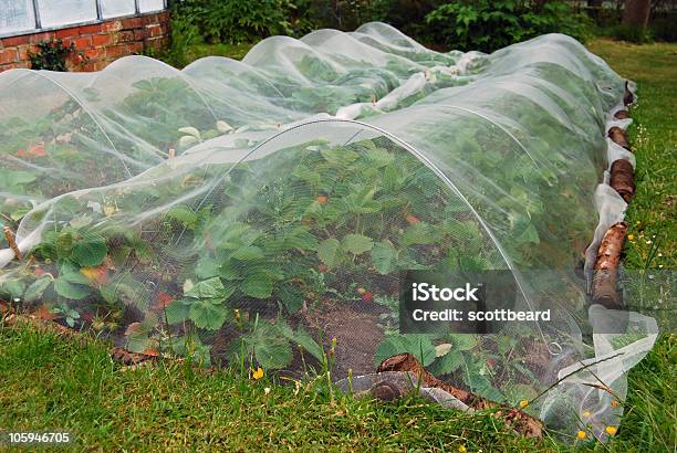 Plantas Em Redes De Morango - Fotografias de stock e mais imagens de Rede - Material - Rede - Material, Flora, Morango