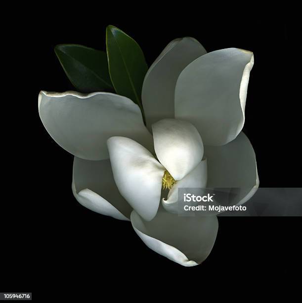 인명별 매그놀리아 꽃송이 클로즈업 On 검정색 바탕 검정색 배경에 대한 스톡 사진 및 기타 이미지 - 검정색 배경, 목련-온대 식물, 0명