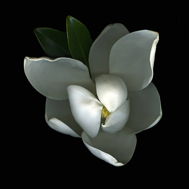 White magnolia blossom closeup on black background