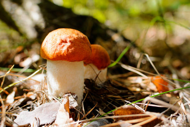 istock Cute penny bun mushroom is growing in the grass. 1059469886