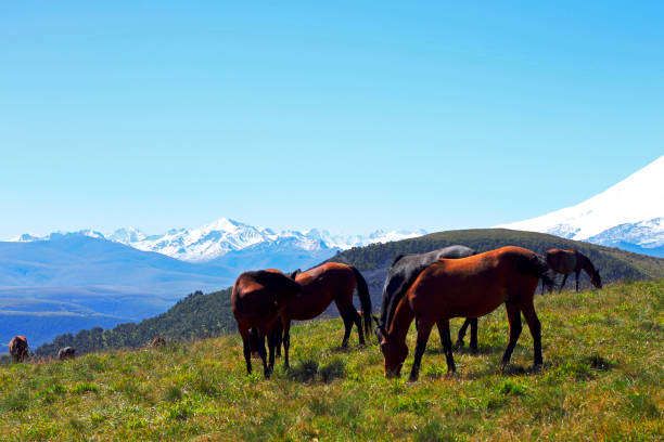 istock Horses on the summer autumn caucasus meadow 1059481958