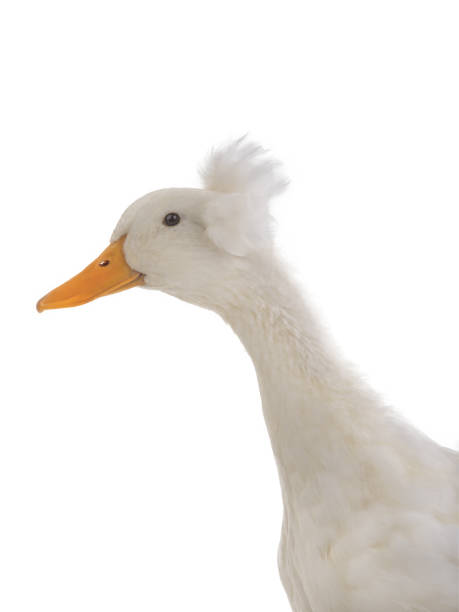 istock portrait white duck isolated on white 1059483462