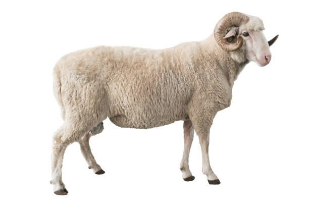 white ram isolated on white - wildlife sheep animal body part animal head imagens e fotografias de stock