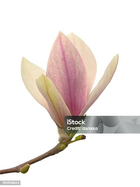 Magnolia Flower Stock Photo - Download Image Now - Blossom, Branch - Plant Part, Color Image