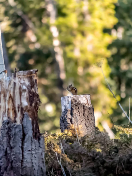 Single chipmunk eating on top of stump stock photo