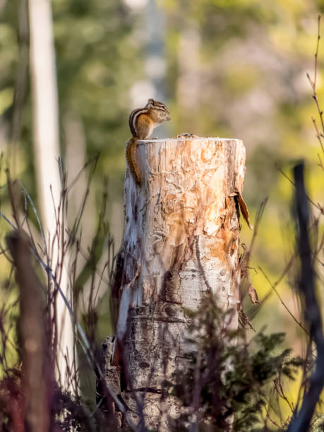Hungry chipmunk eating birdseed on stump stock photo