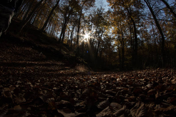 istock Wood and leaves 1059488288
