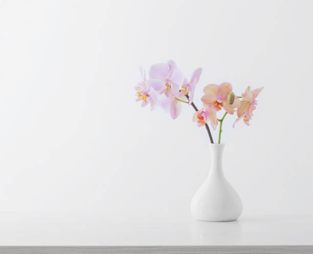 istock beautiful orchids in white vase on white table 1059491044