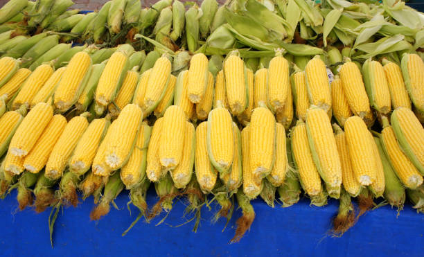istock Corn on the market. Ripe harvest 1059491576