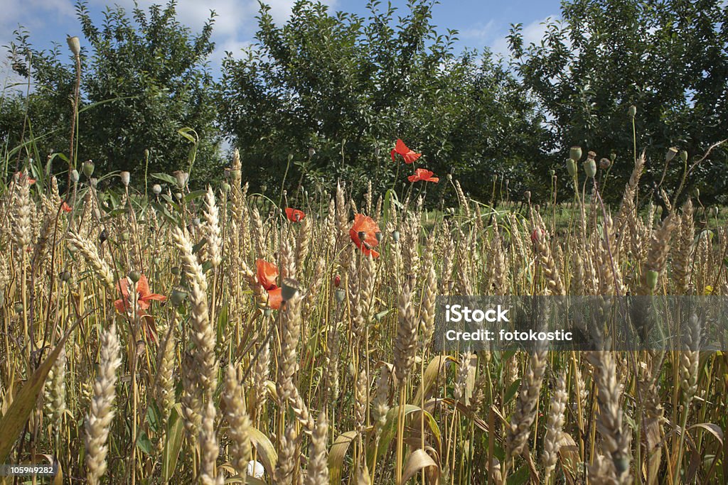 Flores silvestres no campo de Trigo - Royalty-free Agricultura Foto de stock