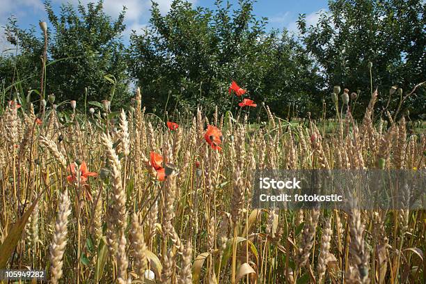 Flores Silvestres No Campo De Trigo - Fotografias de stock e mais imagens de Agricultura - Agricultura, Amarelo, Ao Ar Livre