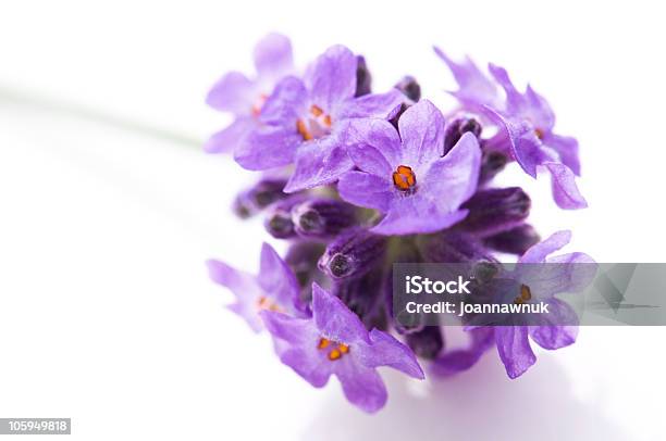 Lavendel Blumen Auf Weißem Hintergrund Stockfoto und mehr Bilder von Alternative Medizin - Alternative Medizin, Blume, Blütenblatt
