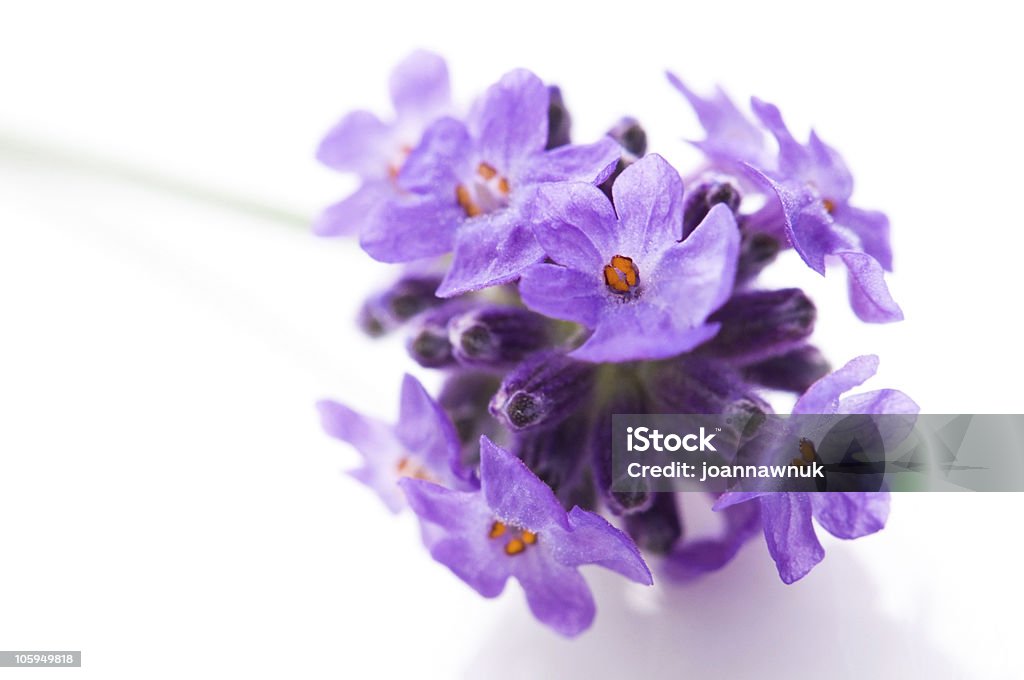 Fleur de lavande sur un arrière-plan blanc - Photo de Couleur lavande libre de droits