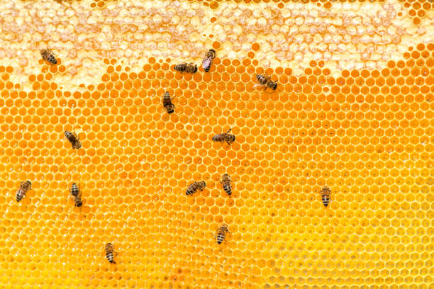istock close up of bees on honeycomb in apiary - selective focus, copy space 1059498926