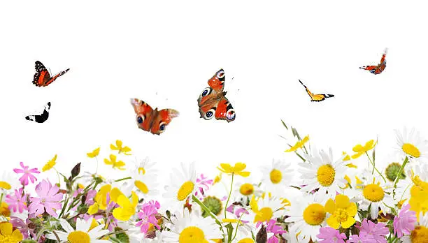 butterflies and wildflowers