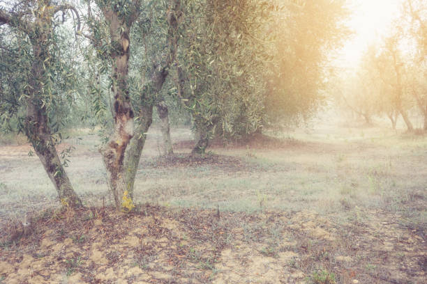 istock Olives trees in Greece 1059501188