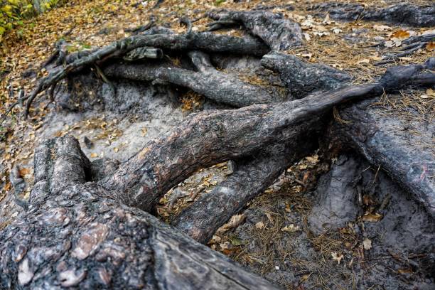 istock Big mighty strong roots of old tree, closeup view. 1059501622