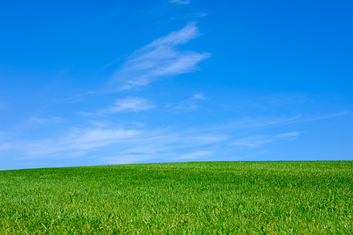 Image of green grass field and bright blue sky background