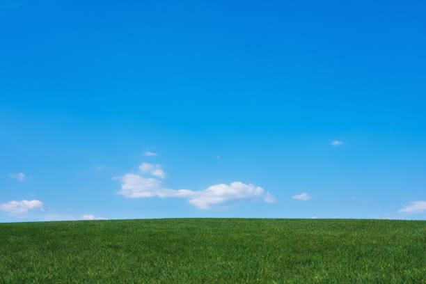 Image of green grass field and bright blue sky background