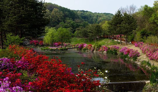 Beautiful spring scenery of Jincheon Manreesan Ecological Park