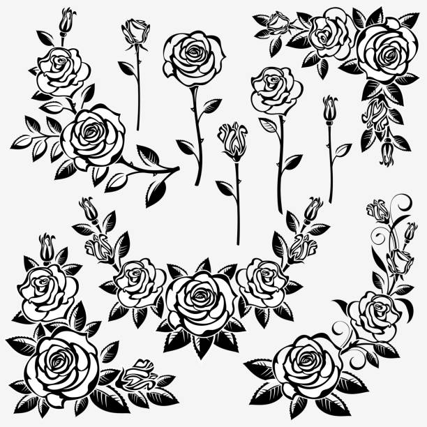 Collection of roses vector art illustration