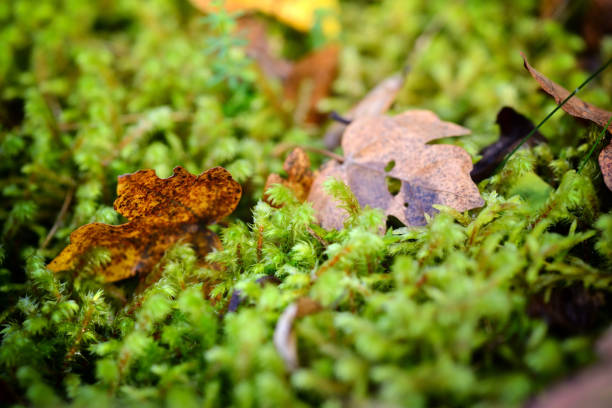 istock Moss, Leaf on Moss, Moss autumn, forest moss, the wild nature, close up 1059508816