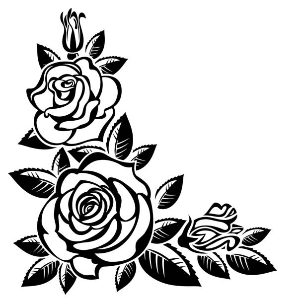 Branch of roses Branch of roses on a white background black and white rose stock illustrations