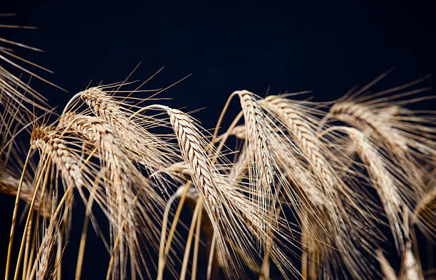 Wheat Close-Up Wheat Close-Up on a black Background alpine hulsea photos stock pictures, royalty-free photos & images