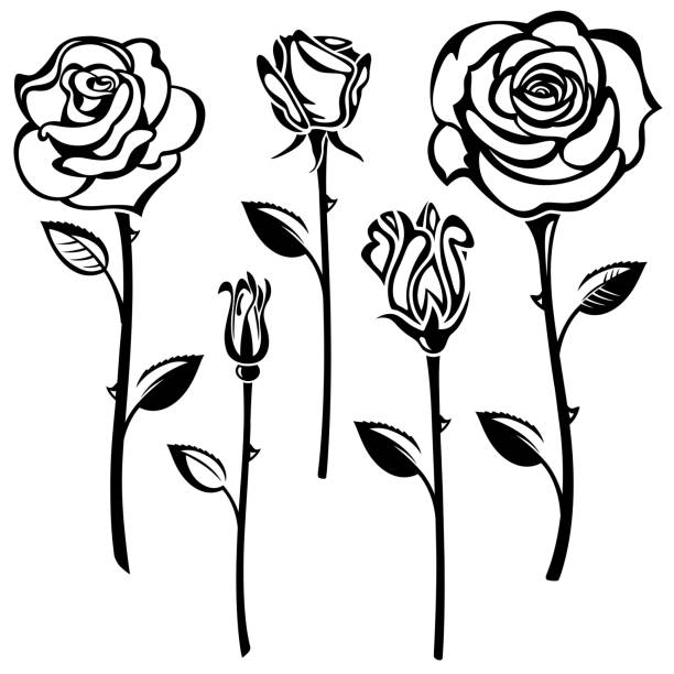 Branch of roses vector art illustration