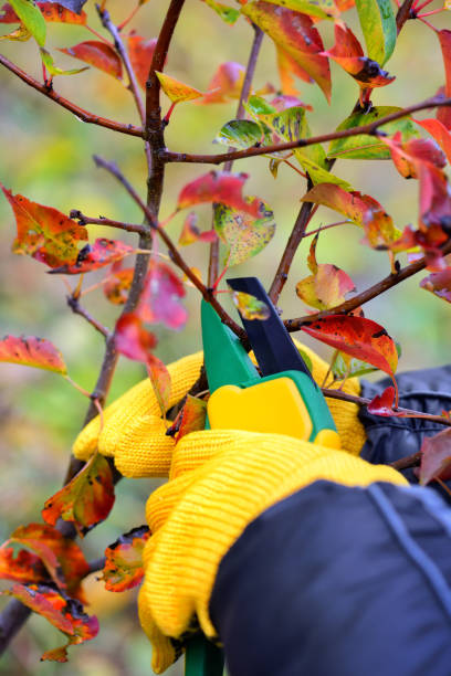 istock Hands with gloves of gardener doing maintenance work, pruning trees in autumn 1059509892