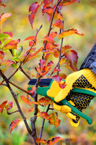 istock Hands with gloves of gardener doing maintenance work, pruning trees in autumn 1059509922