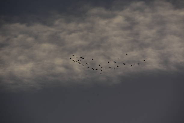 istock A flock of birds in the sky 1059509942