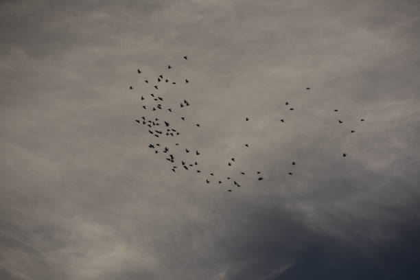 istock A flock of birds in the sky 1059509990