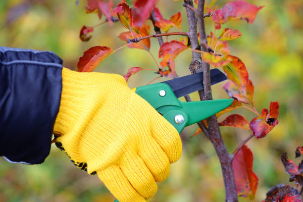 istock Hands with gloves of gardener doing maintenance work, pruning trees in autumn 1059509994