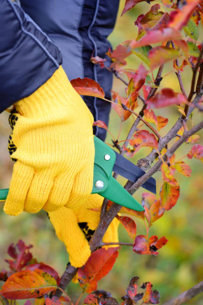 istock Hands with gloves of gardener doing maintenance work, pruning trees in autumn 1059510012