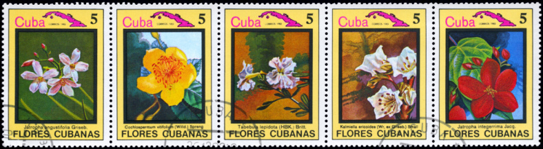 Ukraine, Kiyiv - April 11, 2020: Set of old stamps from the times of the USSR circa 1980. Isolated stamp on black background. Botanical postage stamps. Flowers, plants, botany, nature, tree leaves.
