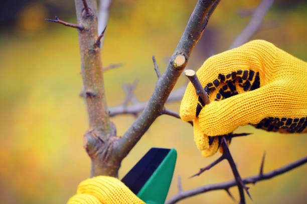 istock Hands with gloves of gardener doing maintenance work, pruning trees in autumn 1059510098